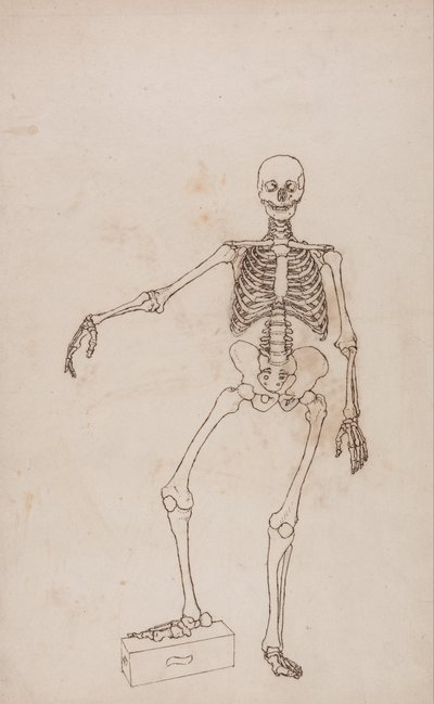 A Comparative Anatomical Exposition of the Structure of the Human Body with that of a Tiger and a Cow by George Stubbs